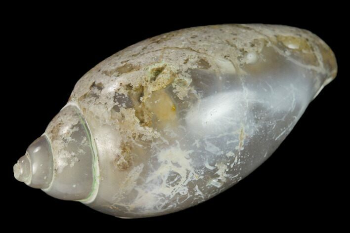 Polished, Chalcedony Replaced Gastropod Fossil - India #133526